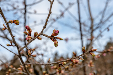 林業試験場樹木園の河津桜