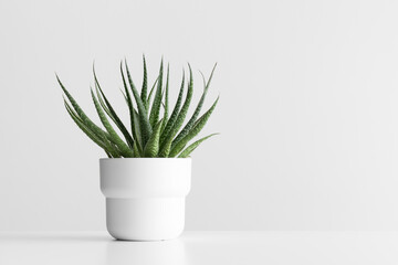 Succulent plant in a pot on the white table with blank copy space.