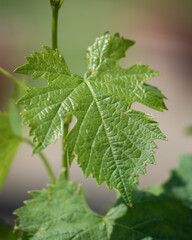 giovane foglia di vite verde
