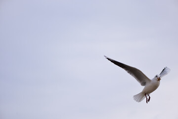 The seagull grabbed a piece of bread in its beak and flies away swiftly