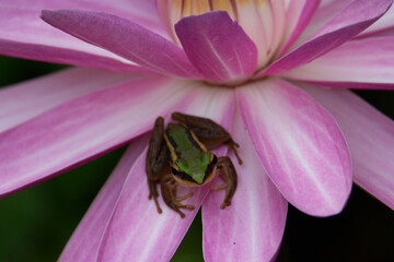 a single tiny green frog on a pink lotus flower with a natural green background