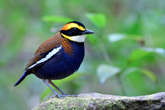colorful bird with dark blue belly brown wing white stripe red marks and fire head perching on mossy rock in its habitat, malayan banded pitta