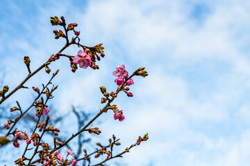 林業試験場樹木園の河津桜