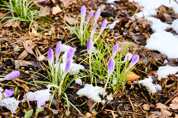 Spring crocus with melting snow