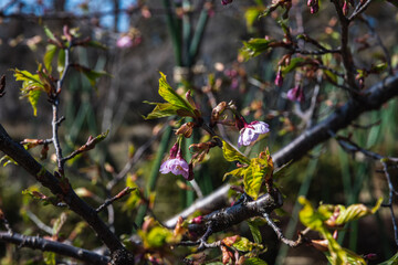 林業試験場樹木園の河津桜