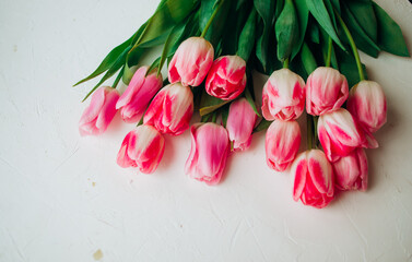 Pink fresh tulips flowers on white background