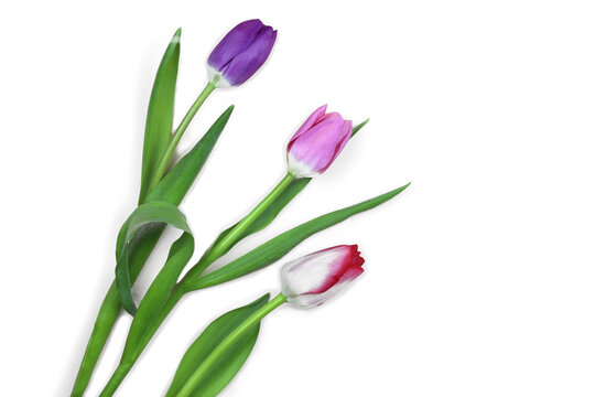 Bouquet of pink tulips on a white background. Spring easter composition
