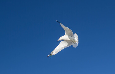 Fototapeta na wymiar Soaring seagull
