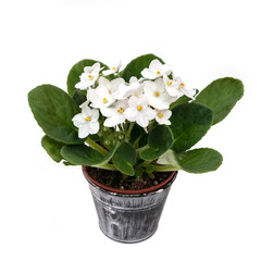 Smelly white blooming plant in pot