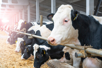 Cowshed. Dairy cows in a farm. Cows eating  fresh hay. Natural milk production process.