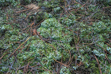 Healing Scandinavian moss in the northern autumn forest