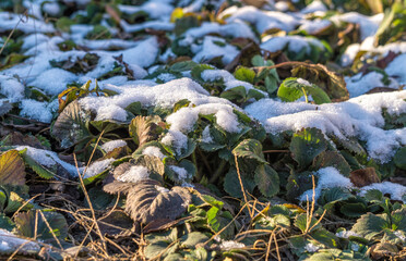 Green leaves of wild strawberry under the snow. Nature awakening in spring