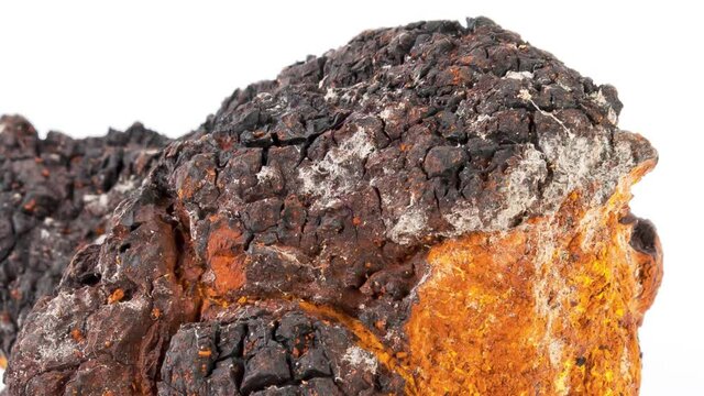 Chaga mushroom on white background.