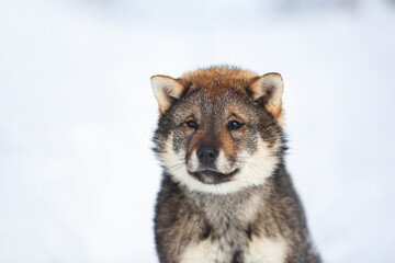 Profile Portrait of an Shikoku puppy in winter. Shikoku ken puppy. Kochi-ken dog