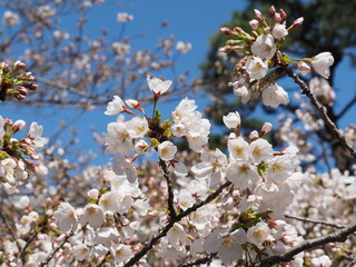 美しい桜の花のクローズアップ