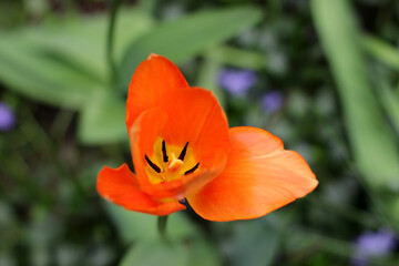 Blooming head of orange tulip