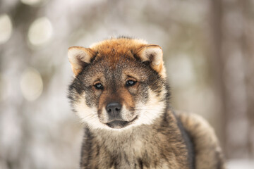 Close-up Portrait of an Shikoku puppy in winter. Shikoku ken puppy. Kochi-ken dog