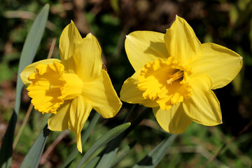 Two yellow daffodil flowers