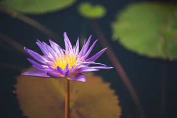 violet lotus flower blossom or water lily blooming in pond with sunlight in garden outdoor nature.