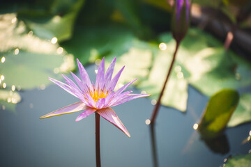 violet lotus flower blossom or water lily blooming in pond with sunlight in garden outdoor nature.