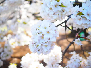 桜