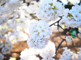 桜