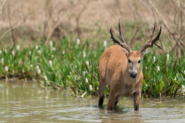 The Marsh deer (Blastocerus dichotomus)