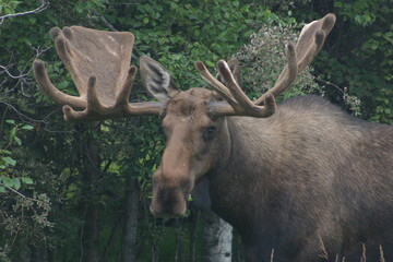Profile Portrait of a Huge Male Bull Moose in Alaska Near Fairbanks with a large Antler Rack Still...