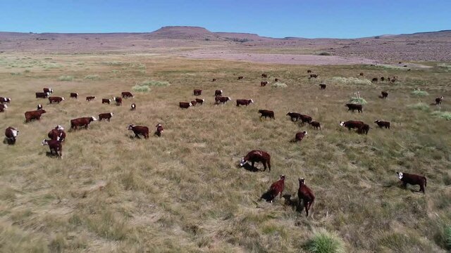 cows in the field take aerial, in Argentina