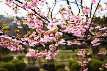 林業試験場樹木園の河津桜