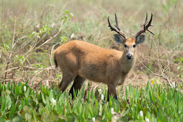 The Marsh deer (Blastocerus dichotomus)