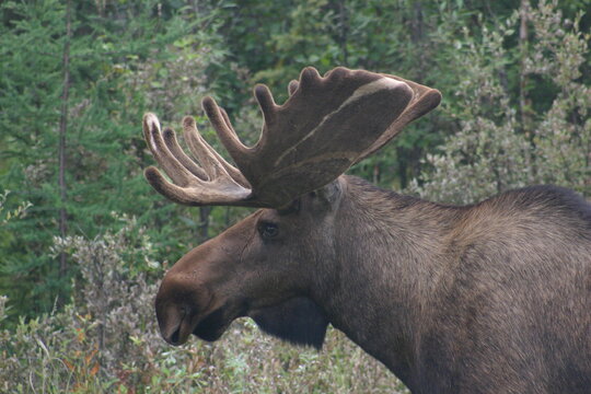 Profile Portrait of a Huge Male Bull Moose in Alaska Near Fairbanks with a large Antler Rack Still Fuzz Covered Standing in a Wilderness Clearing looking at the Camera