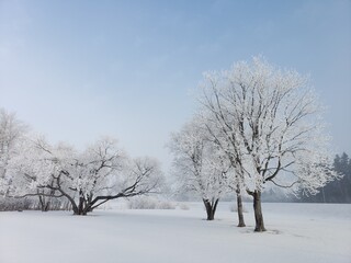 Fototapeta na wymiar Hoar frost on trees set against blue prairie sky