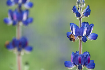 A blue lupine blooms in a green meadow