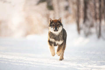 Profile Portrait of happy Shikoku puppy running in the forest in winter. Shikoku ken puppy. Kochi-ken dog