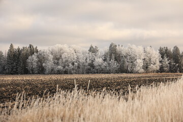 Hoar frost among evergreen trees