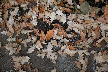 autumn background, yellow and brown leaves on the ground in the park, soft focus