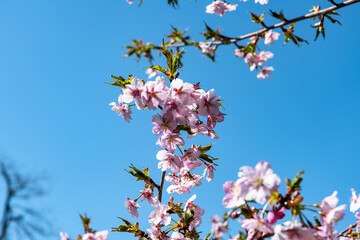 林業試験場樹木園の河津桜
