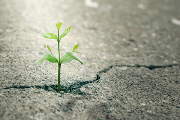 New Life concept with seedling growing sprout (tree).business development symbolic. weed growing through a crack in the pavement