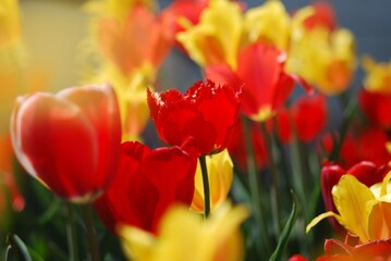 red and yellow tulips