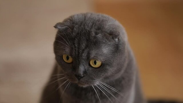 portrait of a cat. Cat. Animal. Photo. 