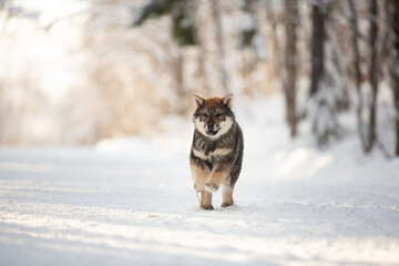 Profile Portrait of happy Shikoku puppy running in the forest in winter. Shikoku ken puppy. Kochi-ken dog