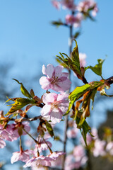 林業試験場樹木園の河津桜