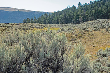 Landscape scenic in Yellowstone National Park.