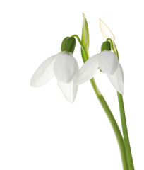 Obraz premium Beautiful snowdrops on white background. Spring flowers