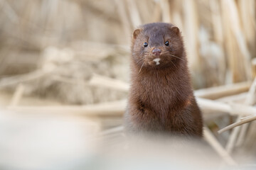 An American Mink pops out of cattails edging a wetland at Rouge National Urban Park in Scarborough, Ontario.