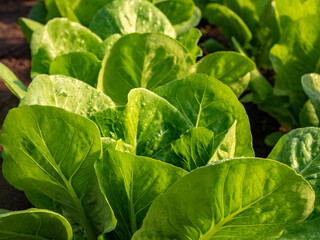 Close up view of leaves fresh green salad in organic green house farm