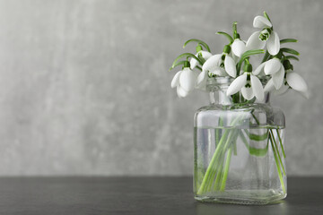 Beautiful snowdrop flowers in glass jar on grey table, space for text