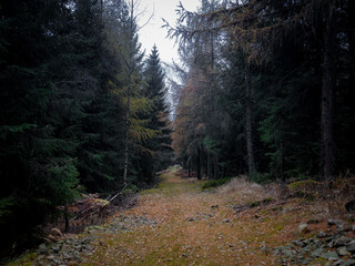 Lonely road into deep and dark forest. Mystical atmosphere in this beautiful nature temple in Czech Republic.