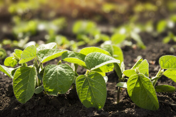 Delicate sprouts of soybeans grow in a row in the morning sun. Close-up of the leaves of an agricultural plant. Selective focus.